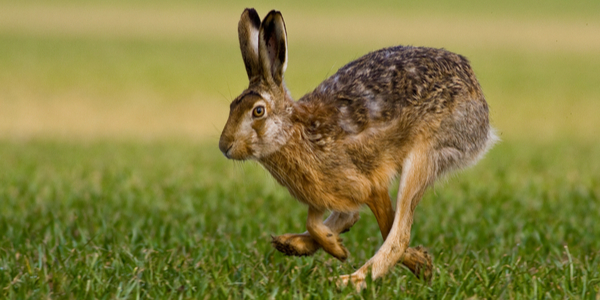 Hare bolting across a field